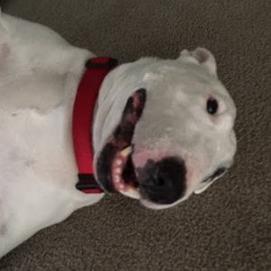 Meet your Posher, Speech